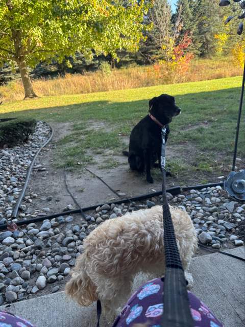 Dog fishing
