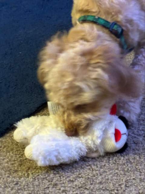 Cash and the lamb