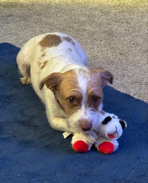 Scooter and the lamb