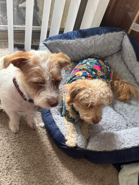 The pups