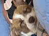 Scooter crashed out, so sweet