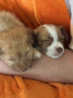 Sleeping puppies