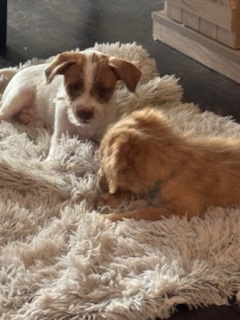 Playtime on their blanket