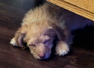 Cash sleeping under the table