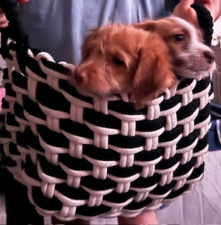 Puppies in a basket bag