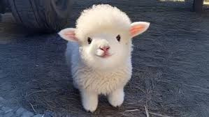 adorable