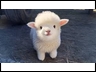 adorable