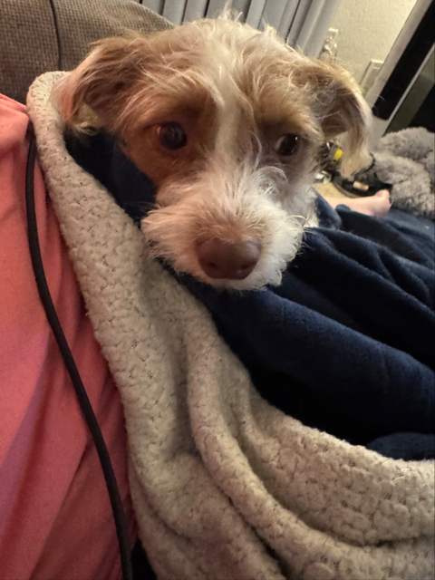 Scooter is cuddling tonight