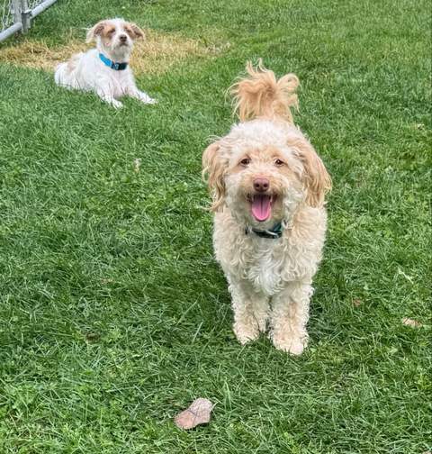 Happy Cash