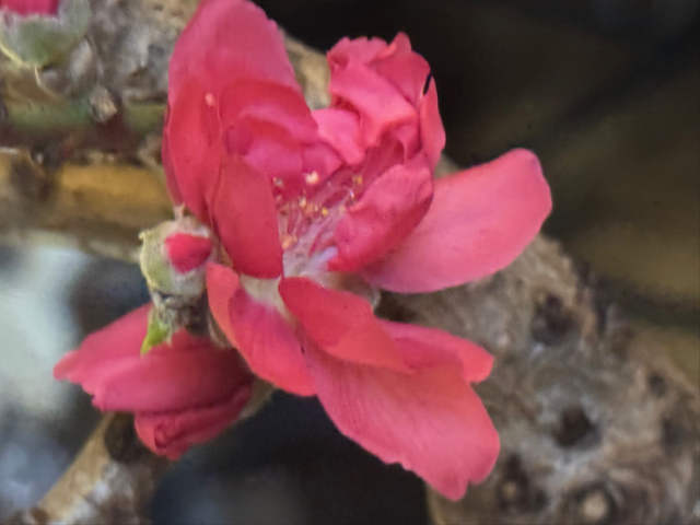 Peach Tree Flower Blossom