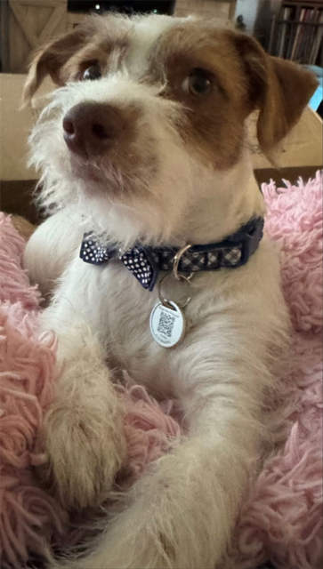 Scooter got a bowtie