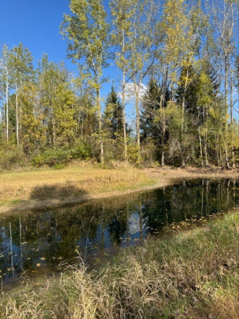 A little pond in the back yard