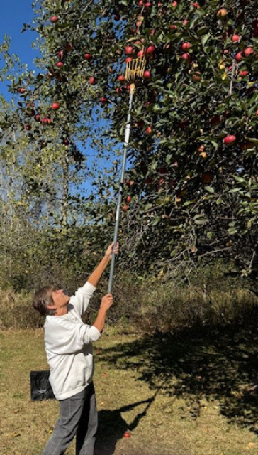 Aunt Mona thinking about making an apple pie while picking apples