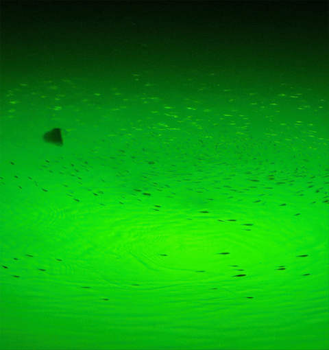Green Light Fish 2