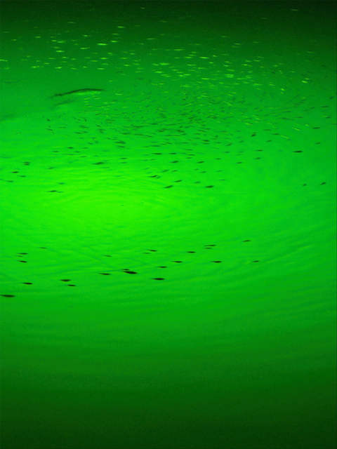 Green Light Fish