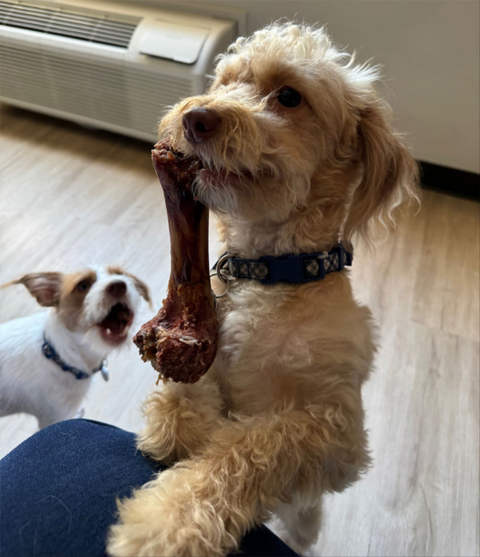 Cash is too cute with that bone