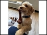 Cash is too cute with that bone