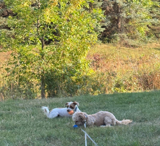 Pups having fun in the yard with tennis balls