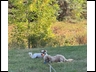 Pups having fun in the yard with tennis balls