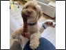 Bone Bigger Than Cash