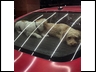 Cash and Scooter in the Car back Window