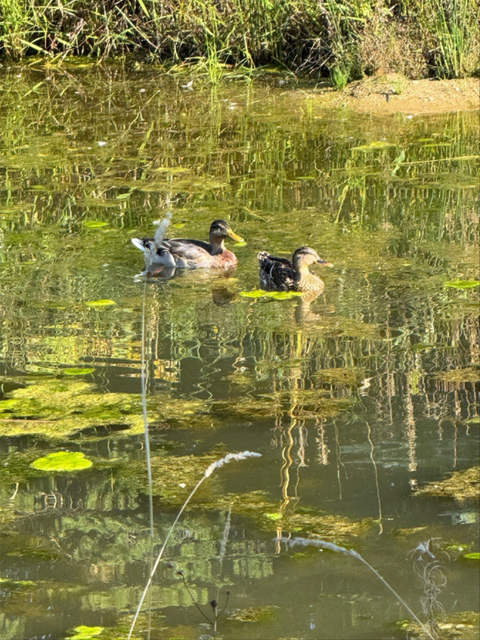 Meet Our Ducks