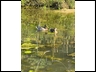 Meet Our Ducks