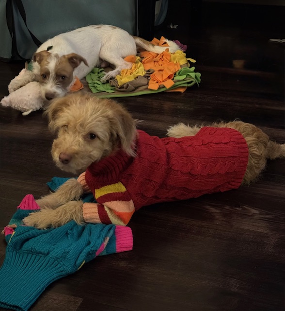 Puppy sweaters